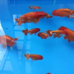 らんちゅうが産卵
