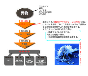 生理がないのに妊娠した?人間のカラダの神秘